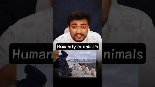 humanity in animals