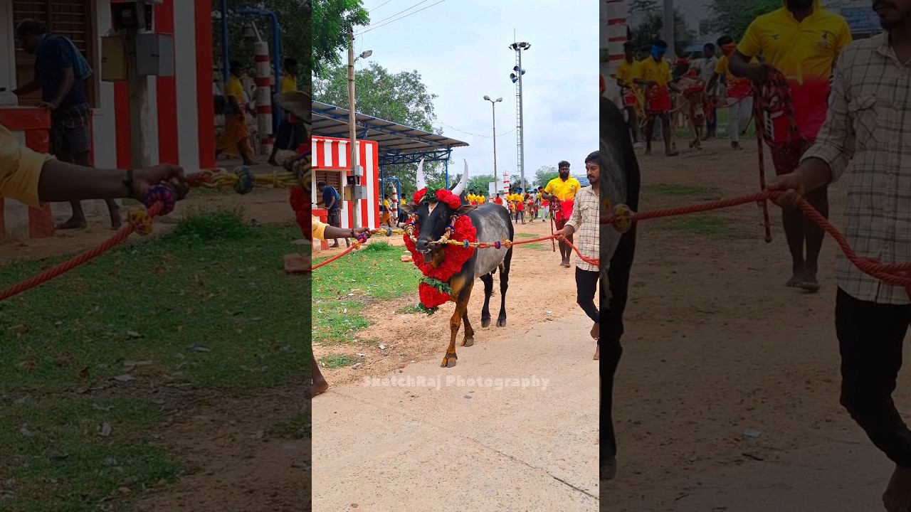 ராஜநடை ஜல்லிகட்டு காளை 🥰 