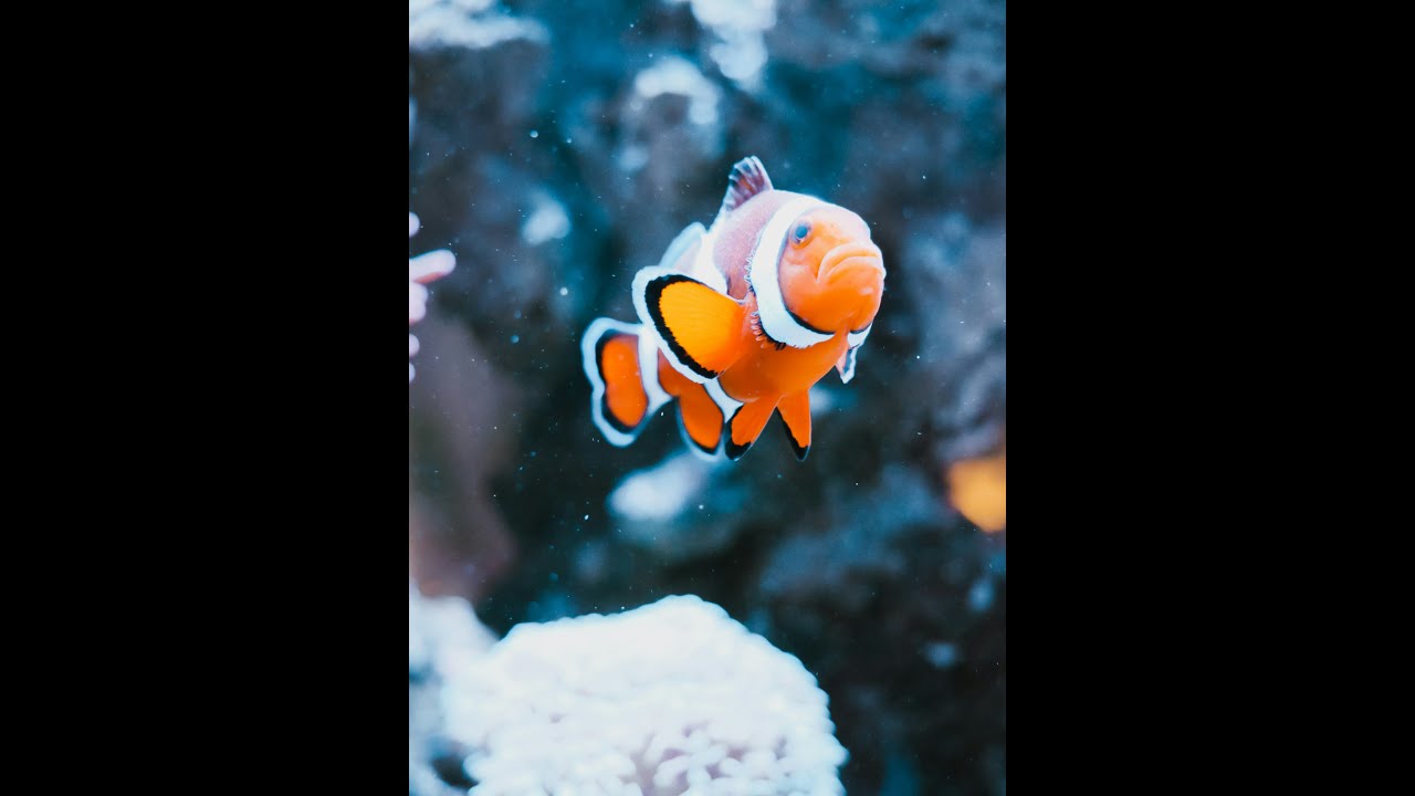 3 Cool Facts About Clownfish... 🐠🐠🐠