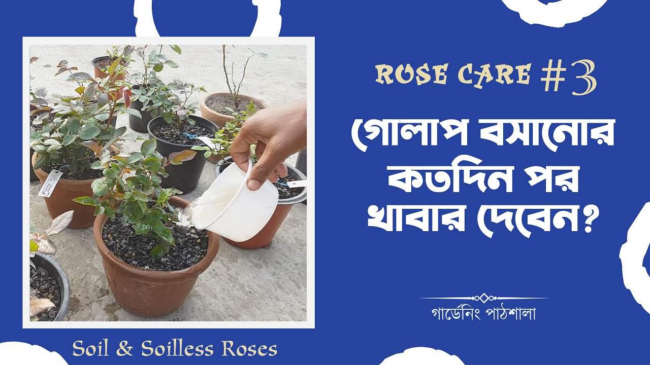 ঘেঁষে গোলাপের প্রাথমিক খাবার Cinder Rose Fertilizer after Plantation YouTube