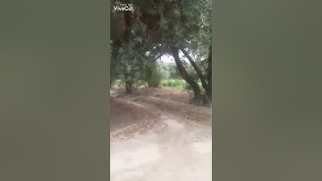 سورة الانشقاق بصوت القارئ رشيد بلعشية
