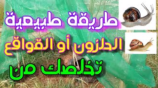 طريقة طبيعية تخلصك من الحلزون أو القواقع في حديقتكSnail in your garden how to eliminate it naturally