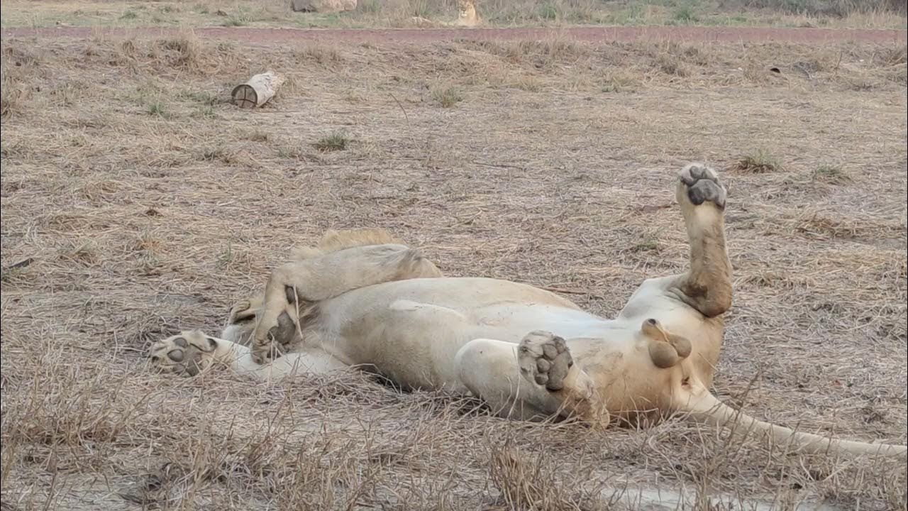 Genital of the Lion | Reproductive Organ of the Lions visible while