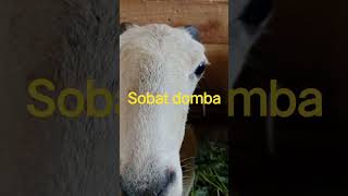 domba bibit