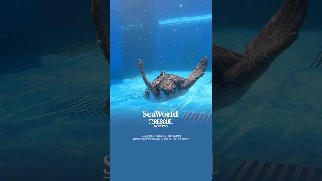 SeaWorld Rescue Goes Global | SeaWorld Abu Dhabi