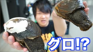 亀のようなグロい貝をさばいて食べるよ！！