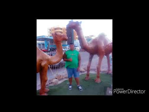 عمرو دياب كلامك كله حنية