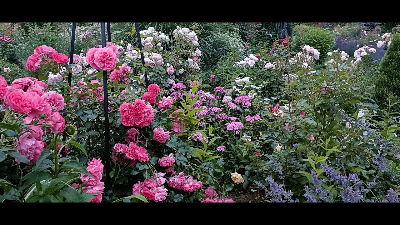 Ogród po kilku latach - inspiracje ogrodowe Założony w 2019 roku