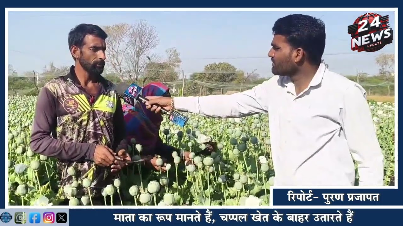 बड़े नाजों से होती है काले सोने की खेती, तोता भी डोडा ले जाए तो काश्तकार दोषी- देखें खास रिपोर्ट.....