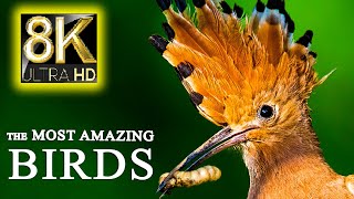 The Most Amazing BIRDS in the World 8K TV 60fps ULTRA HD | 8K Nature Sounds with Relaxing Music