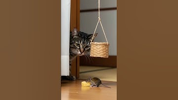 [AI]Stealth Mode ON! 🤫 Cat