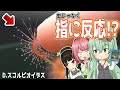 素早く指を食べようとするモウセンゴケ!? ピグミードロセラ スコルピオイデス の紹介と育て方【食虫植物TV】