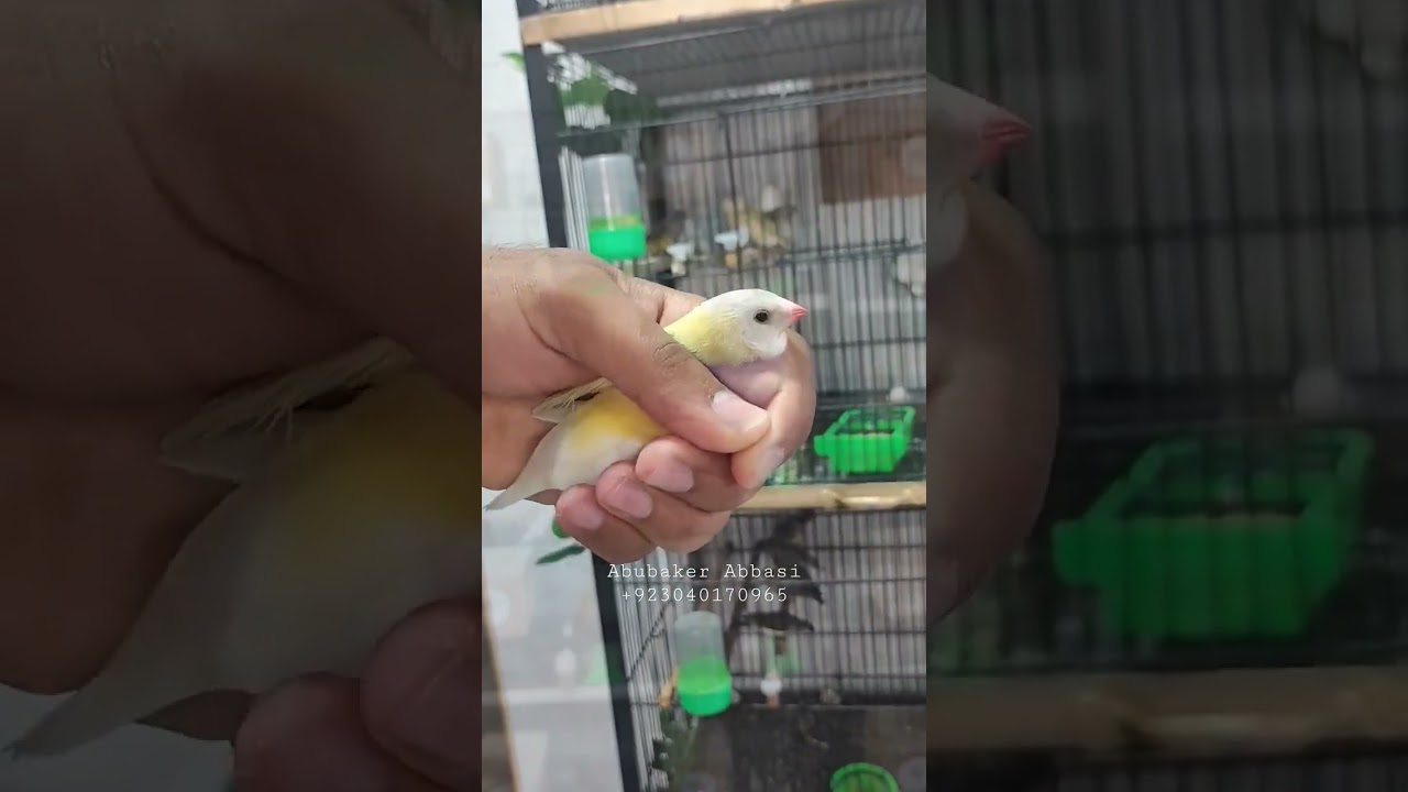 Show Class Exhibition Gouldian💚 From the line of World Top Breeders 🇮🇹 × 🇵🇰 Abubaker Abbasi Aviary