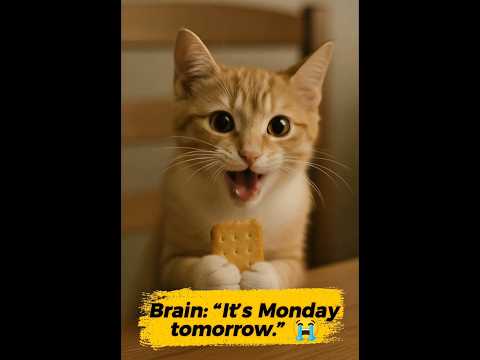 It S Monday Aww