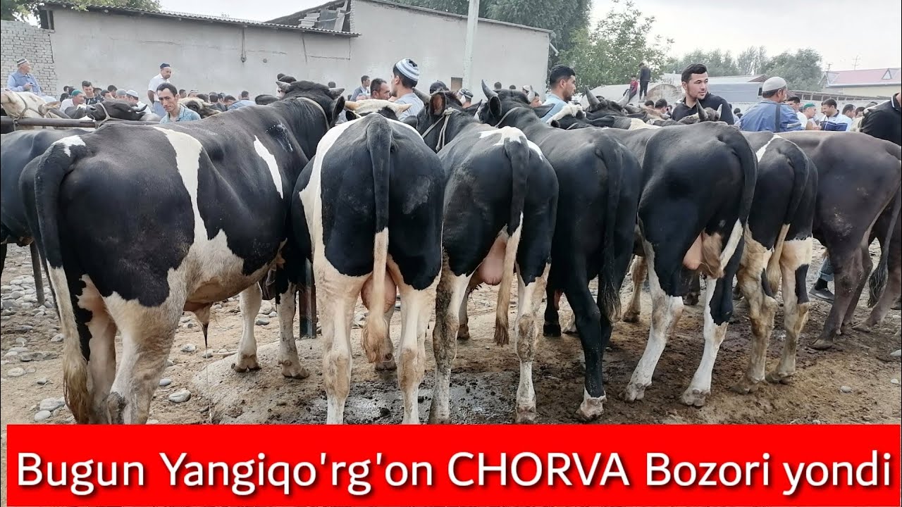 Yangiqo rg on CHORVA BOZORI Bugun BOBA BOLDI YouTube yangiqo-rg-on-chorva-bozori-bugun-boba-boldi-youtube