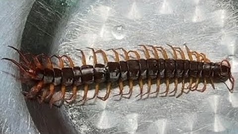 Ngâm rượu Rết dùng xoa bóp đau nhức, chấm đầu mụn nhọt