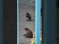 群れのみんなとごはんを楽しむパンチ君。 Punch Eating with His Friends #punch #monkey