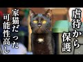 虐待から緊急保護した地域猫 保護猫だった可能性大！！