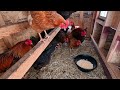 Winter Storms Shut Down my Chickens - No Eggs