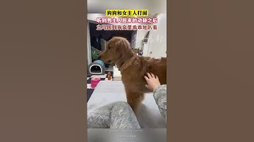 狗狗和女主人嬉戏正欢，忽然听到男主人归来的声响#宠物 #狗狗