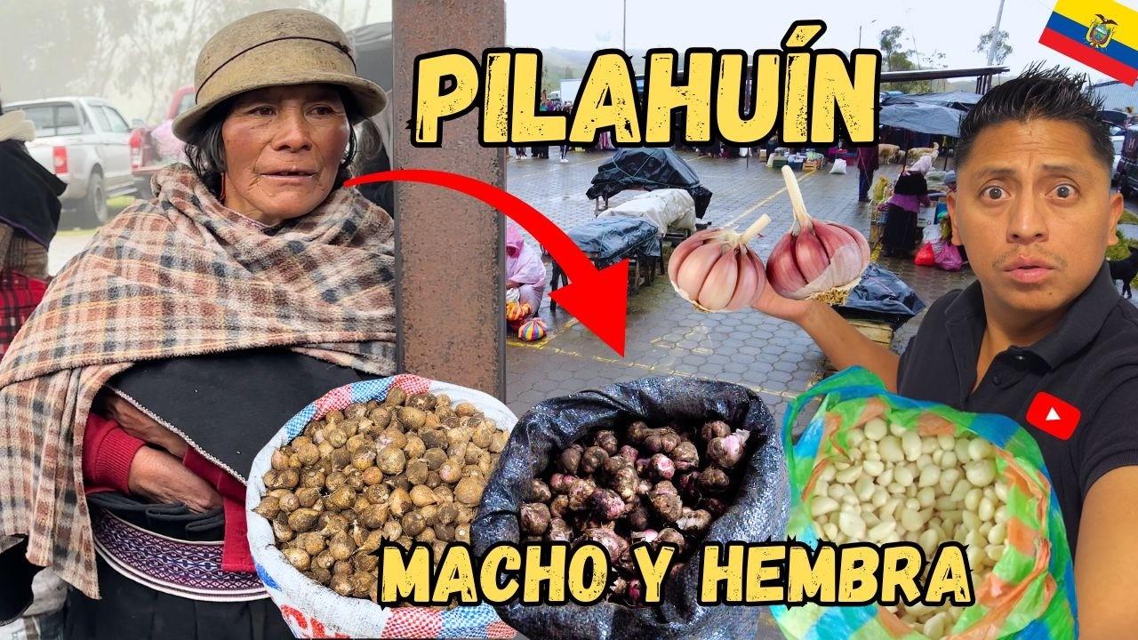 AJOS machos y hembras🇪🇨Feria de PILAHUÍN. Conocí detalles que me hacen reflexionar🤔