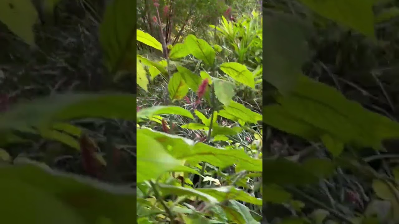 Beautiful Garden | Crunchy Creations