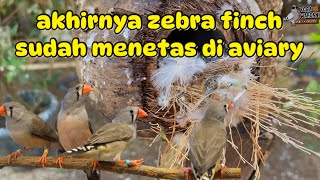 akhirnya burung zebra finch yang ada di aviary sudah menetas