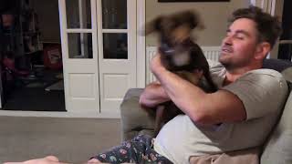 Funny dachshund cross really wants a treat