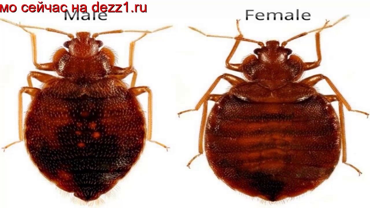 Клопы в москве Клопы в москве