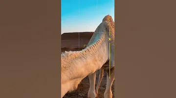 والله اني كل ماضقت 