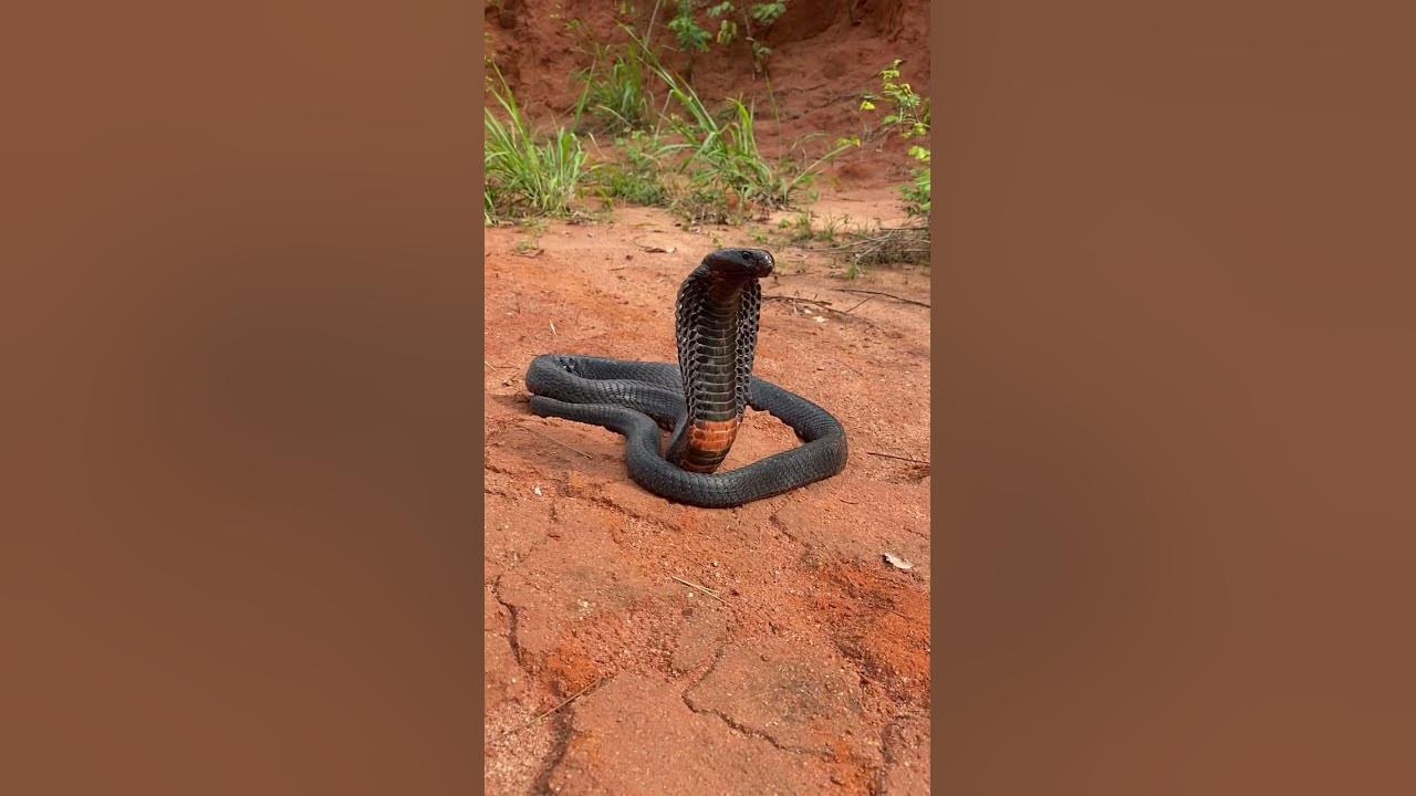 Black-necked cobra, snake