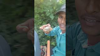 Small tortoise missing the mom by Ramu electrical works #shorts