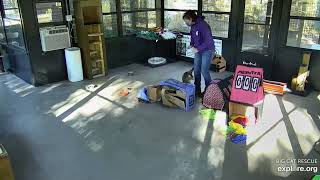Afton visiting Mouser Savannah at Big Cat Rescue.