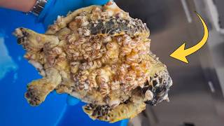 El PEOR caso de PERCEBES en TORTUGAS MARINAS (Rescate Marino) 🐢 Quom
