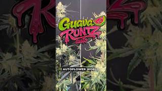 Guava Runtz Auto ist eine Autoflower der nächsten Generation