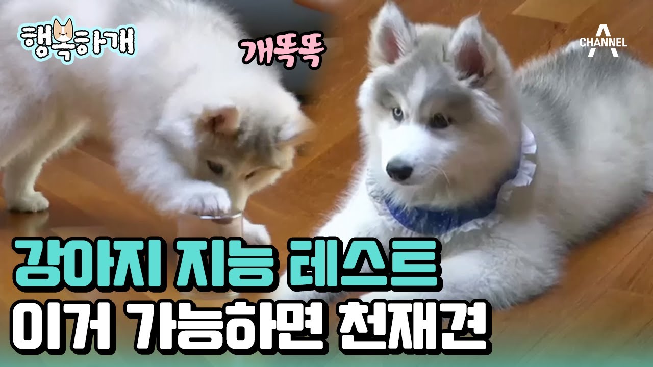 [#행복하개] 강형욱도 인정한 천재견 뚜이의 충격 실체?!😱 천재견 테스트 결과! #천재견 #아기강아지