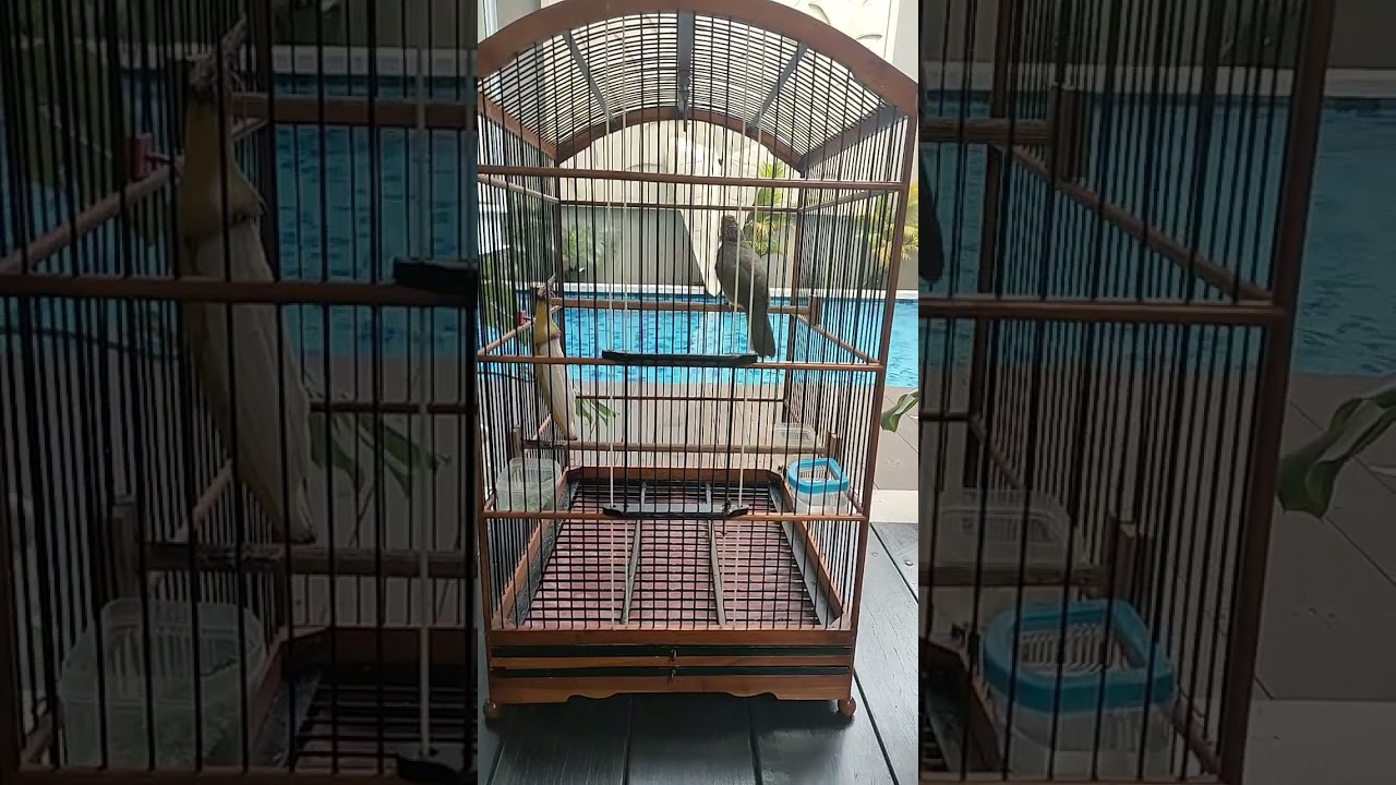 cucak Rowo gacorrr, bikin ngilerrrr, power fullllll, Diva