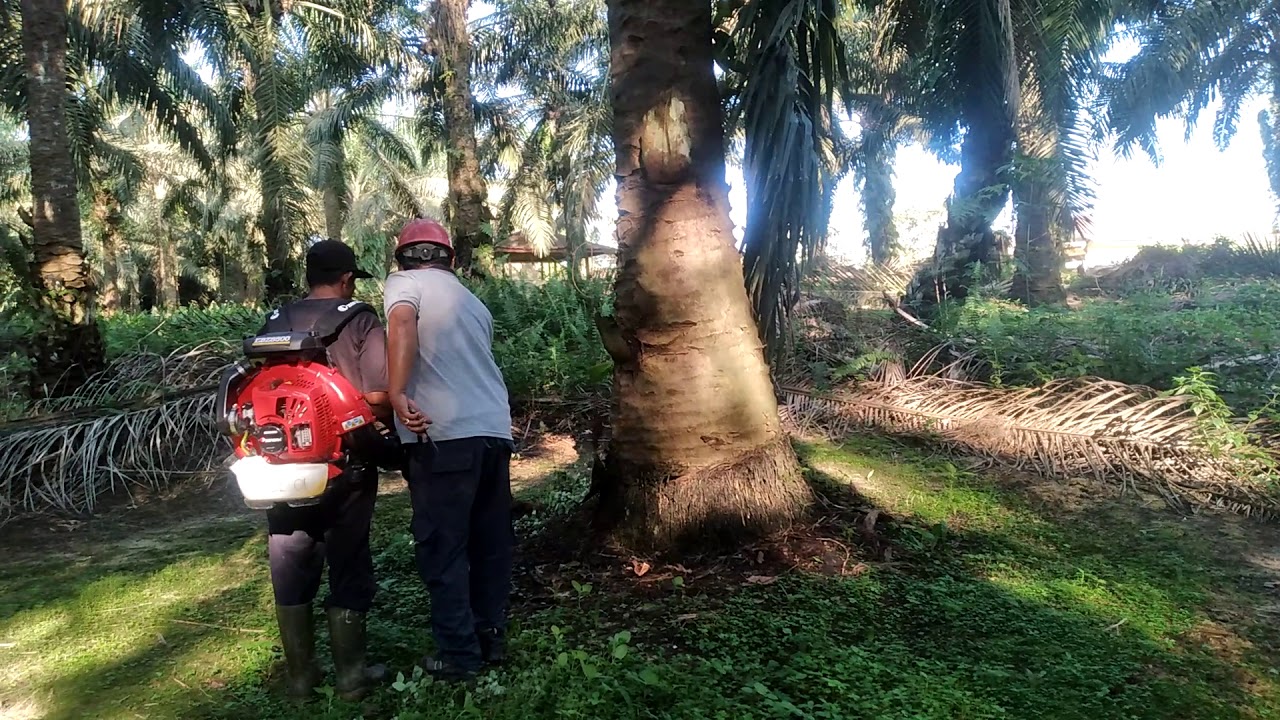 CARA MEMBERSIHKAN PIRINGAN KELAPA SAWIT MENGGUNAKAN BLOWER YouTube