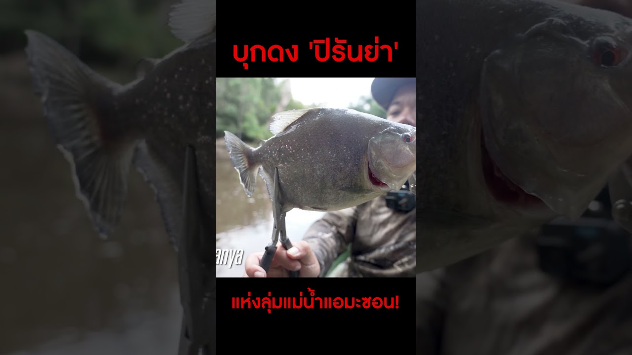 บุกดง 'ปิรันย่า' ฝูงเพชฌฆาตแห่งลุ่มแม่น้ำแอมะซอน!