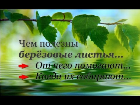 Чем полезны березовые листья. От чего помогают?