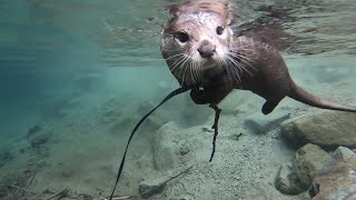 Planning to Go to the best river in Japan [Otter life Day 170] 日本一の川を目指して計画！