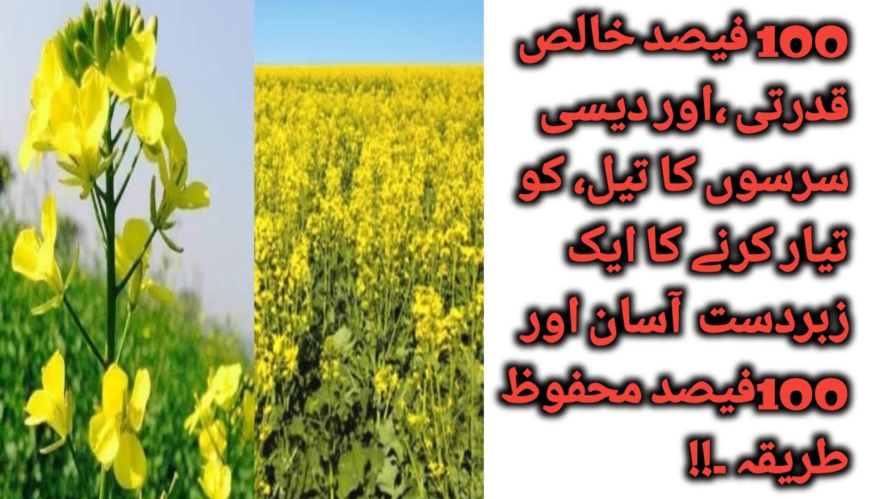 Mustard Oil, Preparation Method Details and Precautions in urdu and