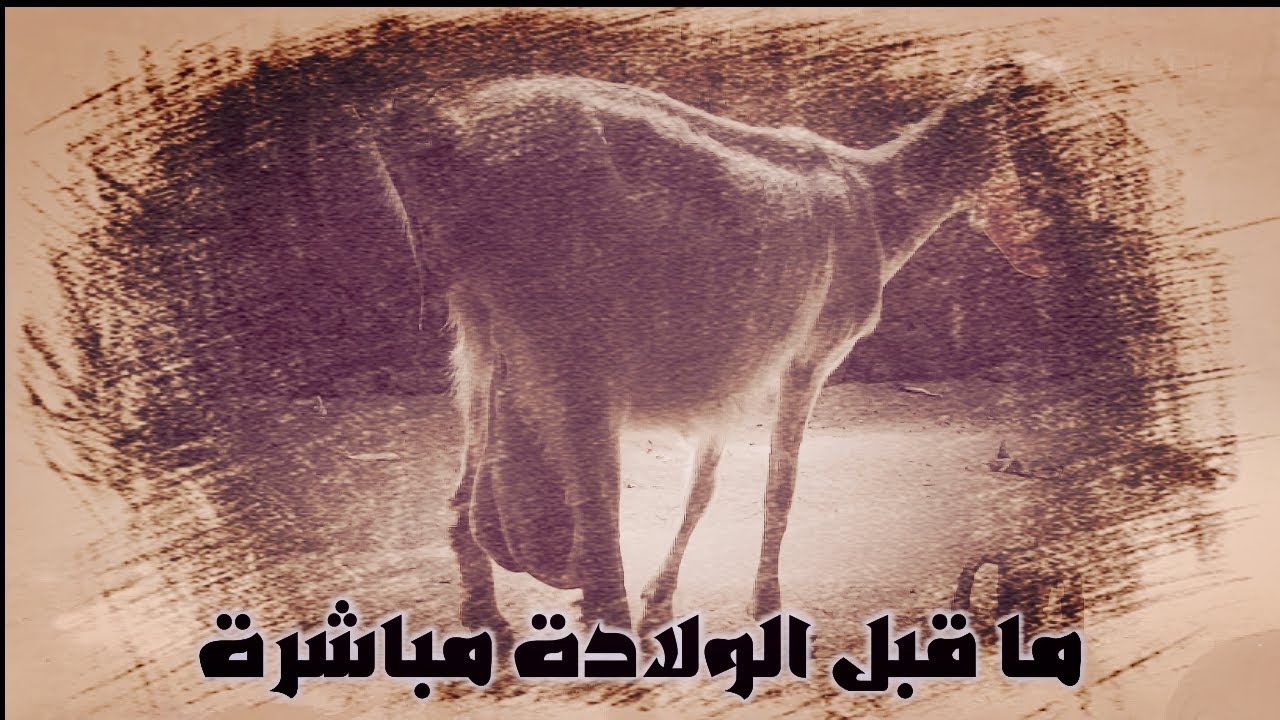 علامات عشار الماعز - Ø£Ù…Ø±Ø§Ø¶ Ø§Ù„Ù…Ø§Ø¹Ø² Ø§Ù„Ù†Ø§ØªØ¬Ø ...