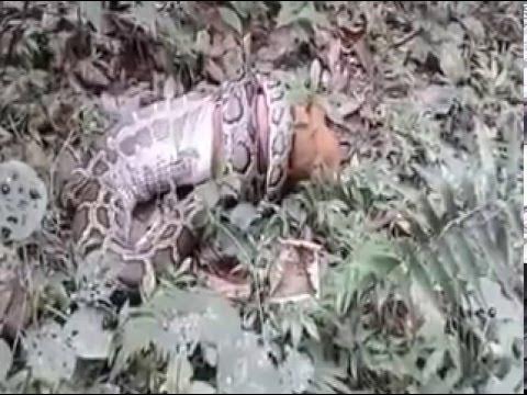 Hungry Python swallowed a deer in Lawachara forest, Moulvibazar, Sylhet ...