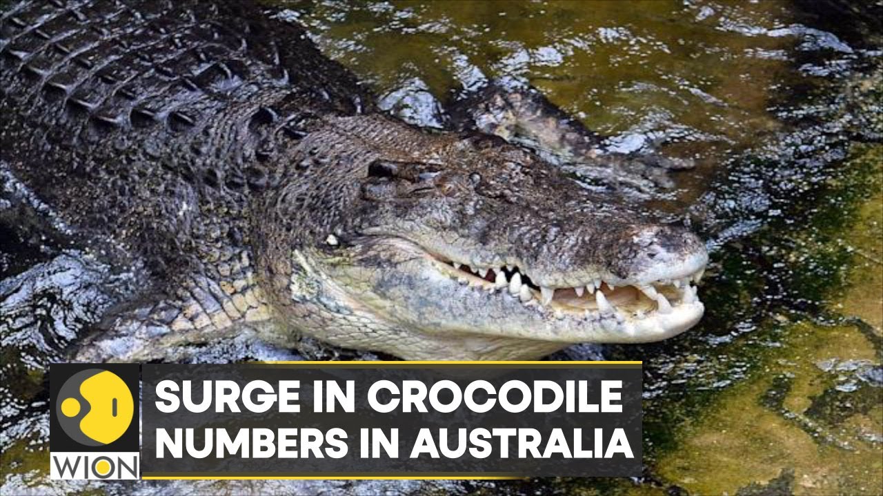 WION Climate Tracker | Surge in crocodile numbers in Australia | World News | English News | WION