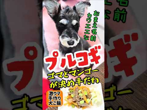 プルコギ!韓国家庭料理の定番だわな!めんまの本日の激ウマ手作り犬ごはん【ミニチュアシュナウザー】#めんまのへや#わんこごはん#犬のいる生活