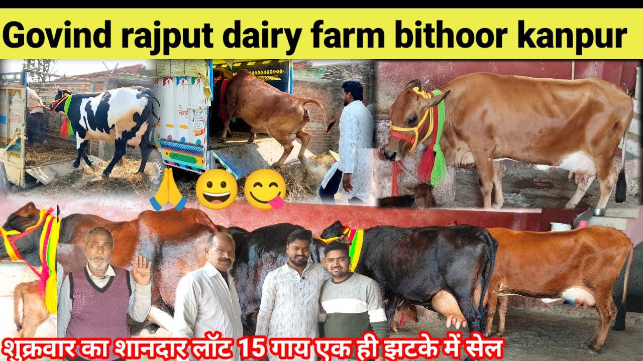 Govind rajput dairy farm bithoor kanpur || टॉप क्रॉस ब्रीड साहिवाल जर्सी hf || cow for sale #farming