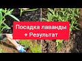 Посадка бордюра из лаванды, своими руками. Результат работы.