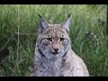 Luchs im Tierfreigelände Bayerischer Wald