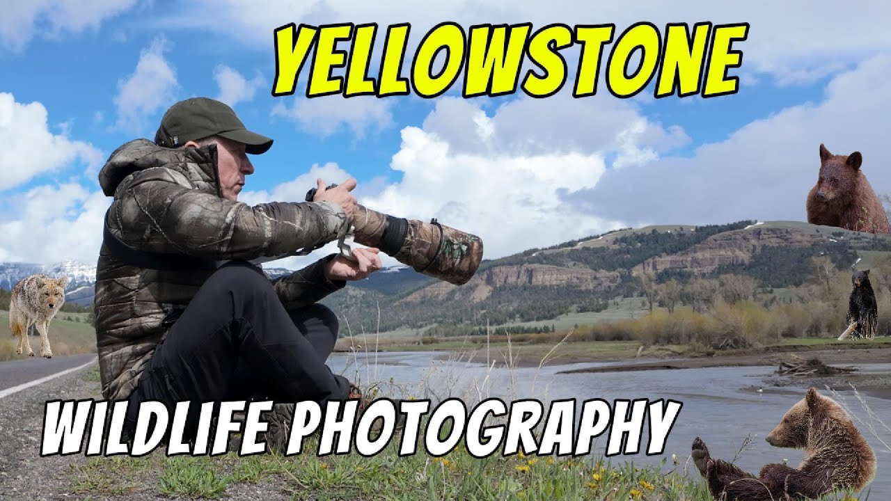 Yellowstone at Its Best! - Wildlife photography in Yellowstone national park